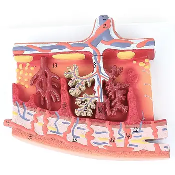 Плацентарные оболочки человека, Маточные вены, модель пуповины Медицинская школа